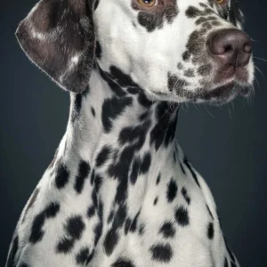 Borduurpakket Dalmatiër