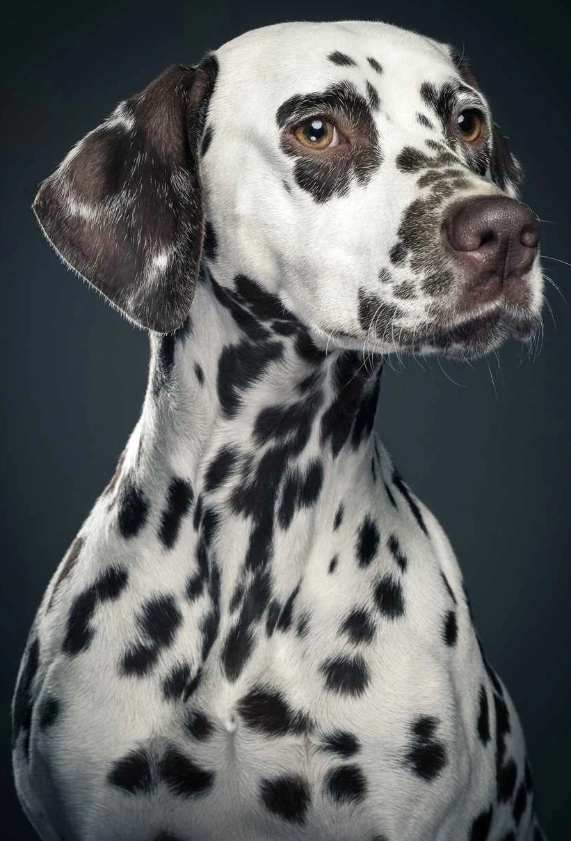 Borduurpakket Dalmatiër