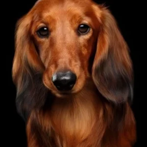 Borduurpakket Teckel