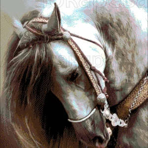 Borduurpakket Arabisch Sterrenpaard