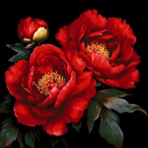 Borduurpakket “Rode Pioenrozen"