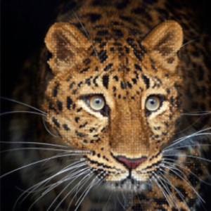 Borduurpakket Nieuwsgierigheid