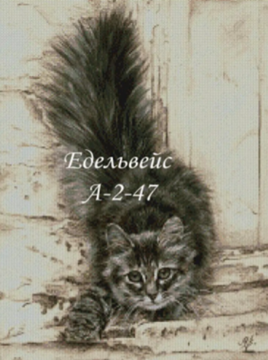 Borduurpakket Speelse Kat