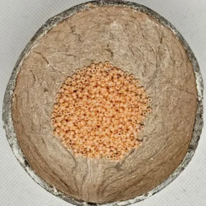 Glaskraal Preciosa 37188 10/0