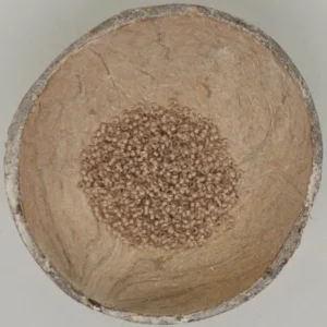 Glaskraal Preciosa 38317 10/0