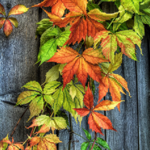 Borduurpakket Wilde Druiven