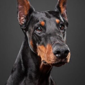 Borduurpakket "Doberman"